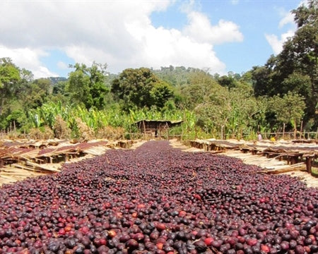 Organic Natural Ethiopia Sidama 'Bombe'