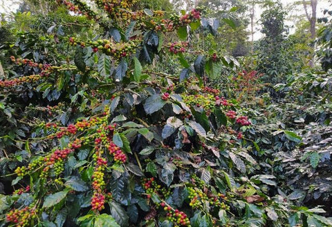 Organic Colombia Tolima