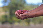 Organic Honduras Yellow Honey Finca Liquidámbar