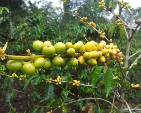 Organic Papua New Guinea 'Konkua'