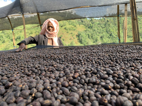 Organic Washed Ethiopia YirgaCheffe 'Konga'